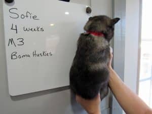 Agouti male husky puppy