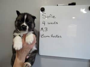 Agouti male husky puppy