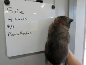 Agouti male husky puppy