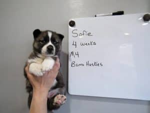 Agouti male husky puppy