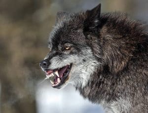 wolf canine teeth