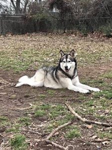 Siberian husky