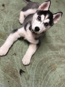 black and white husky puppy