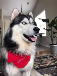 Grey and white Siberian husky