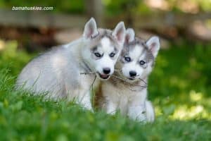 husky puppies teething
