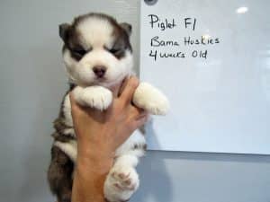 red and white husky puppy