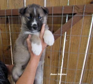 Agouti husky puppy