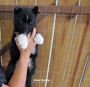 black husky puppy