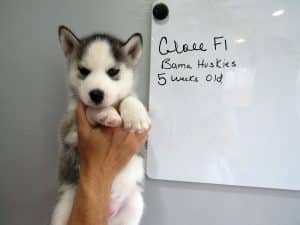 grey husky puppy