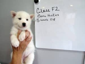 white husky puppy