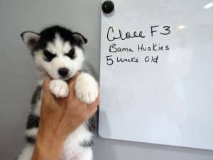 black and white husky puppy