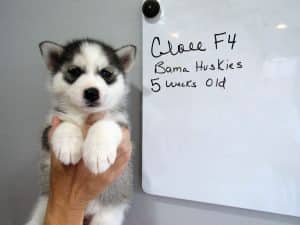 grey husky puppy