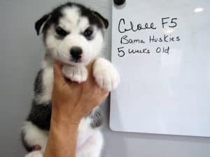 black and white husky puppy