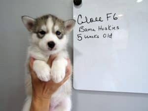 grey husky puppy