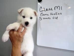 white husky puppy