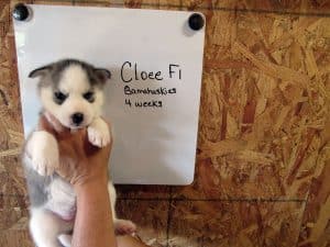 grey and white husky puppy for sale