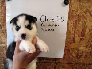black and white husky puppy