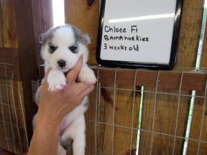 grey and white husky puppy