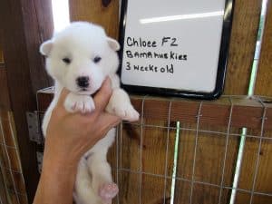 white husky puppy