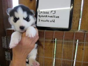 black and white husky puppy