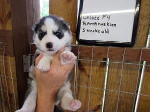 grey and white husky puppy