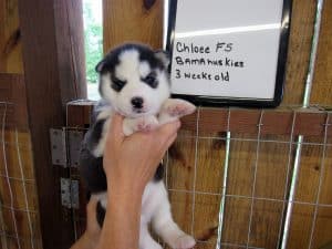 black and white husky puppy