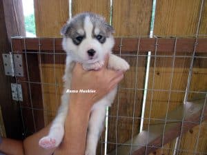 grey and white husky puppy