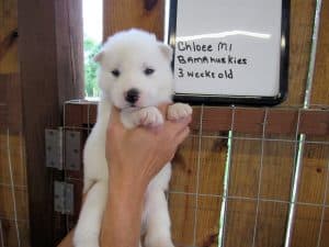 white husky puppy