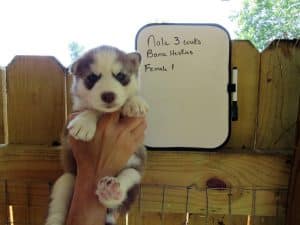 red and white husky puppy