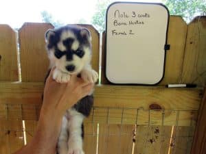 black and white husky puppy