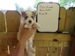 red and white husky puppy