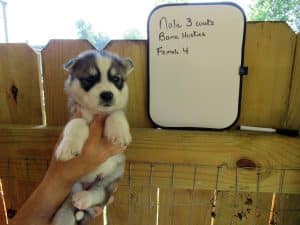 grey and white husky puppy