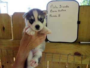 black and white husky