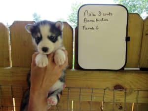 grey and white husky puppy
