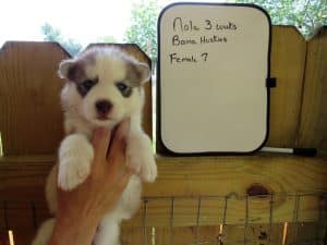 red and white husky puppy