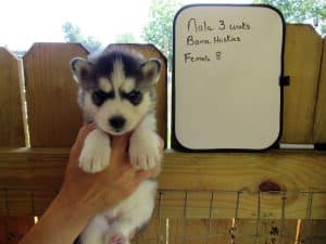 black and white husky