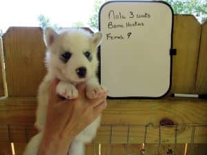 grey and white husky puppy