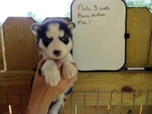 black and white husky