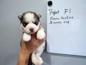 red and white female husky puppy