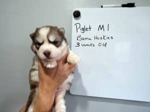 red and white male husky puppy
