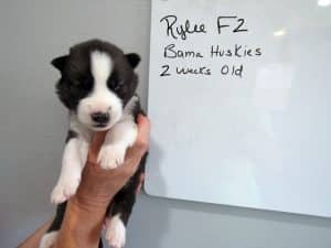 Agouti husky puppy for sale