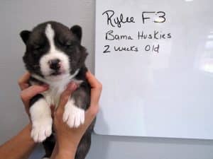 Agouti husky puppy for sale