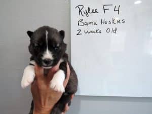 Agouti husky puppy for sale