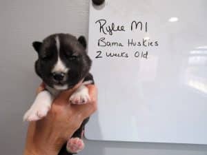 Agouti husky puppy for sale