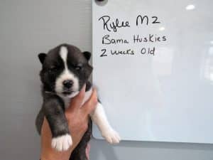 Agouti husky puppy for sale