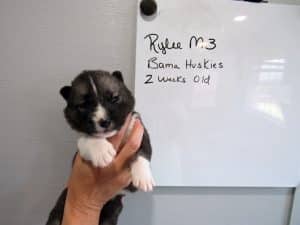 Agouti husky puppy for sale