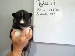 Agouti husky puppy for sale
