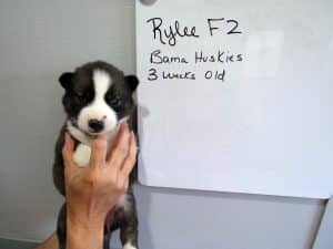 Agouti husky puppy for sale
