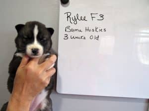 Agouti husky puppy for sale