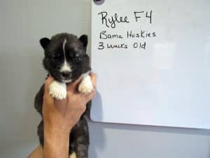 Agouti husky puppy for sale